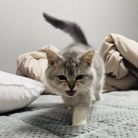 ベッドの上でママに向かって歩く子猫