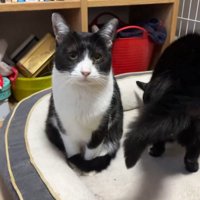 座っているハチワレ猫とペットベッドに飛び乗った黒猫