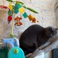 バウンサーに乗る猫