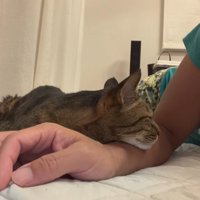 飼い主の腕にあごを乗せるキジトラ