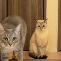 ドライヤーをしている飼い主に近づくキジトラ猫