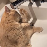 洗面ボウルの中で蛇口の水を直接飲んでいる猫（舌出てない）