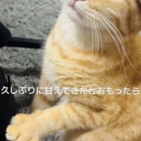 飼い主さんに頭を撫でられるマンチカン