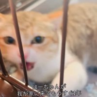 威嚇する猫