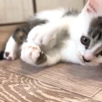 坊っちゃんのアップ