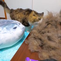 毛の山のニオイをかぐ猫