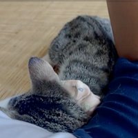 添い寝する猫