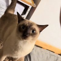 カメラ目線の猫