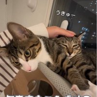 窓際で寝ている2匹の猫