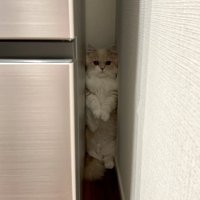 冷蔵庫に隠れる猫