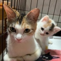 母猫の上に乗る子猫