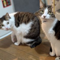 キジ白柄の姉妹猫