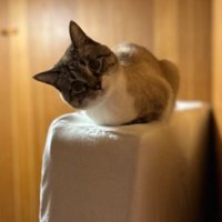 ソファーに座っている猫