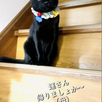 階段に座っている猫