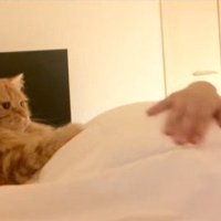 お腹の隣に寝そべる猫
