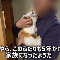 抱っこされる猫