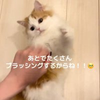 じゃれる猫