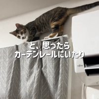 カーテンレールに乗る子猫