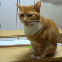 斜め向きで鳴く姿