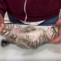 検査を受ける猫