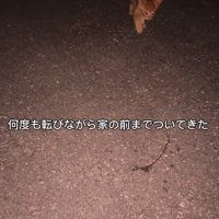 ついてくる、子猫