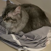 目を閉じて休む猫