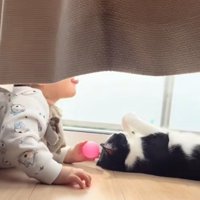 カーテンの近くで日向ぼっこしている赤ちゃんと猫