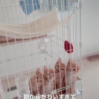 一生懸命鳴く子猫