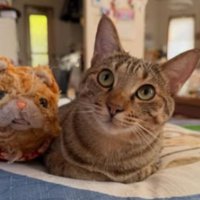 室内にいる猫