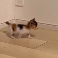 再び歩き出したつむぎちゃん