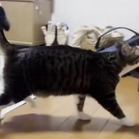 走る猫