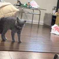 威嚇する子猫のアップ