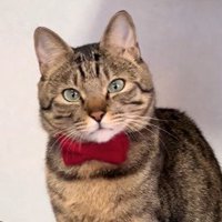 リボンをつけた猫のアップ