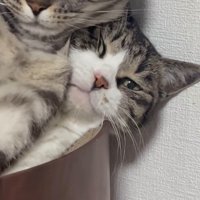 猫用ベッドの中の2匹の猫