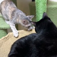 黒猫のハンモックに入ろうとするシルバータビー