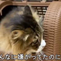キャリーに入るぽこまる