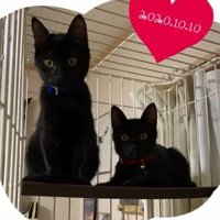 座る2匹の黒猫