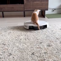 上に乗る子猫