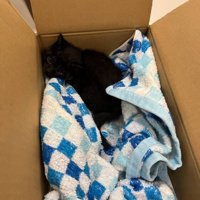 保護された子猫