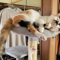 室内にいる猫