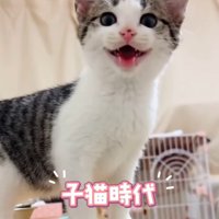 鳴いている子猫