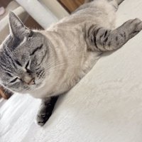 アザラシのようなフォルムの猫