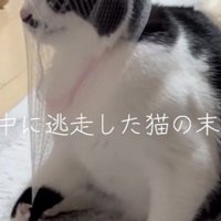 頭に被った排水溝ネットを外そうとする保護猫