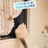 窓枠に乗っている猫