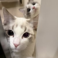 カメラに向かってパンチをする虎柄模様のラグドール