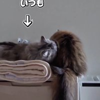 グルーミングをしている猫とされている猫