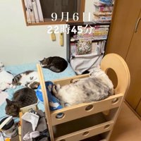 寝る猫