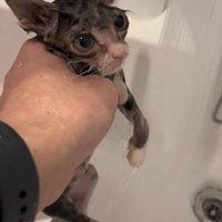 お湯が出ている蛇口の横で左前足を下ろしている濡れた子猫