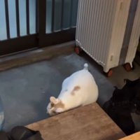体を低くして台にすり寄せる猫