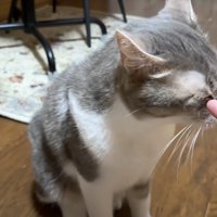 投稿者の指に頭を近づける猫